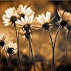 Meet your Posher, Hailee